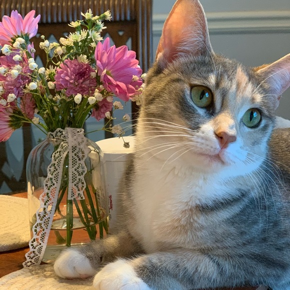 Meet your Posher, Lilly - Picture 2 of 5